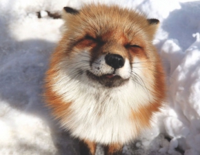 Fox Village w Japonii: Tutaj rzdz tylko lisy!