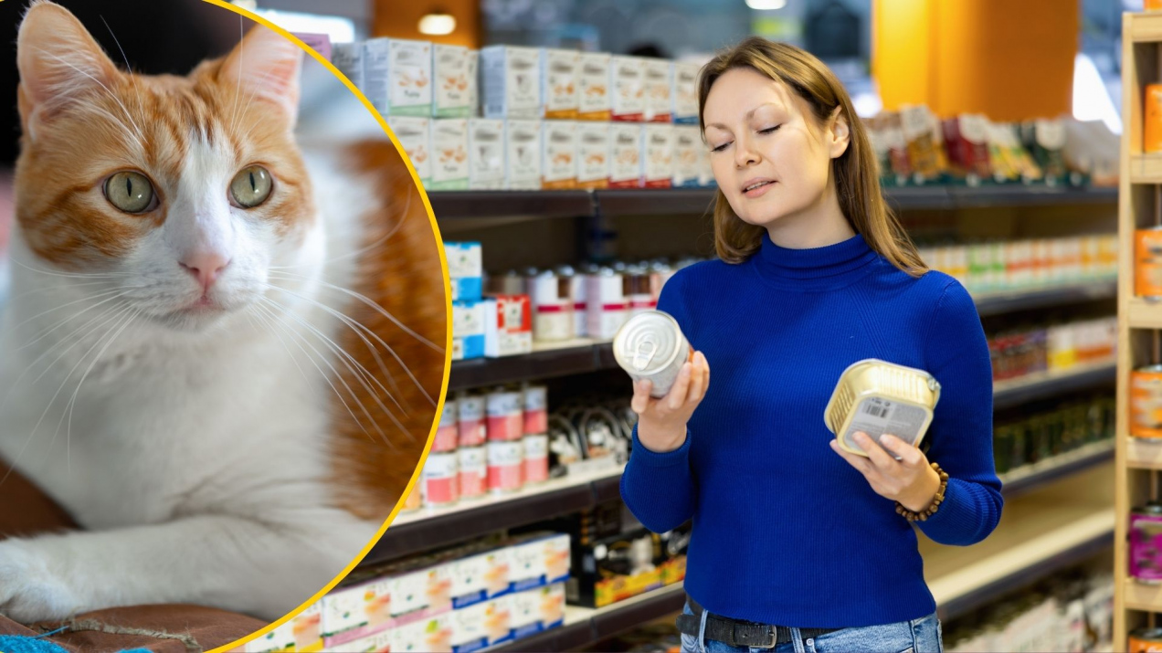 Tego nigdy nie dawaj kotu do jedzenia! Ekspertka alarmuje: „nie powinny istnieć”