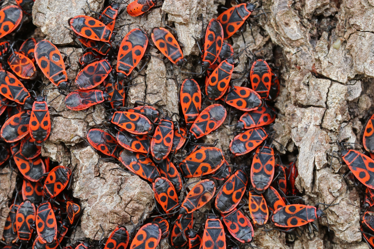 Owad zwany „tramwajarzem”. Nie warto go krzywdzić!