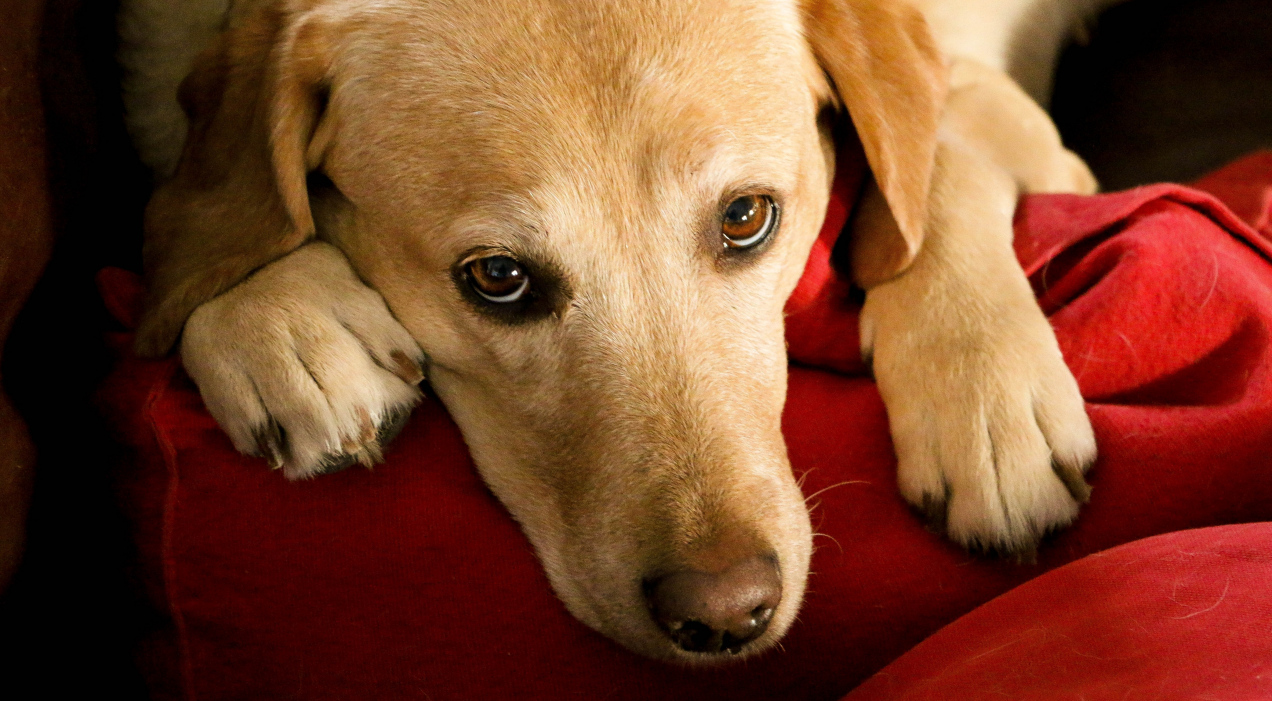 Czy pies odczuwa żałobę? Ekspertka mówi wprost: „każdy, kto miał...”