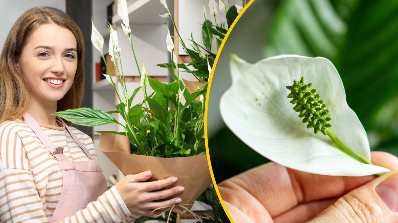 Skrzydłokwiat wypuszcza nowe pąki i kwitnie jak szalony! Do wody dodaję jeden składnik