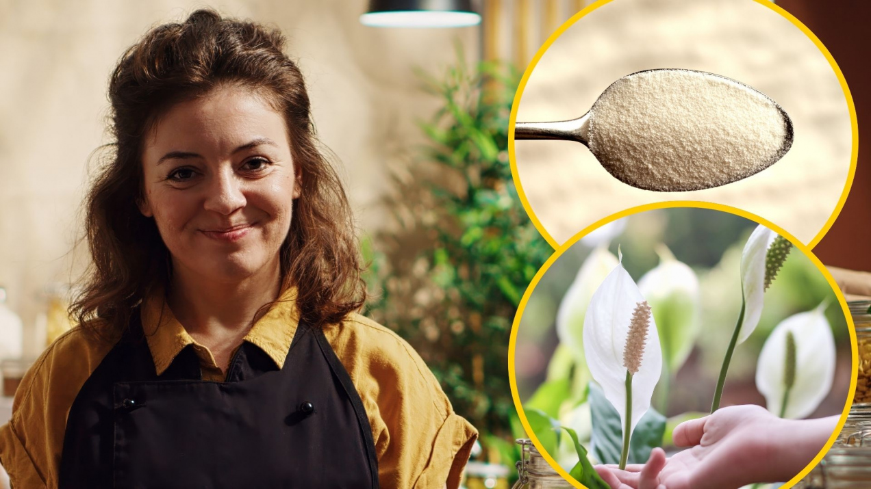 Nie fusy do kawy, nie cynamon. Wsypuję łyżeczkę do doniczki i skrzydłokwiat kwitnie jak szalony!