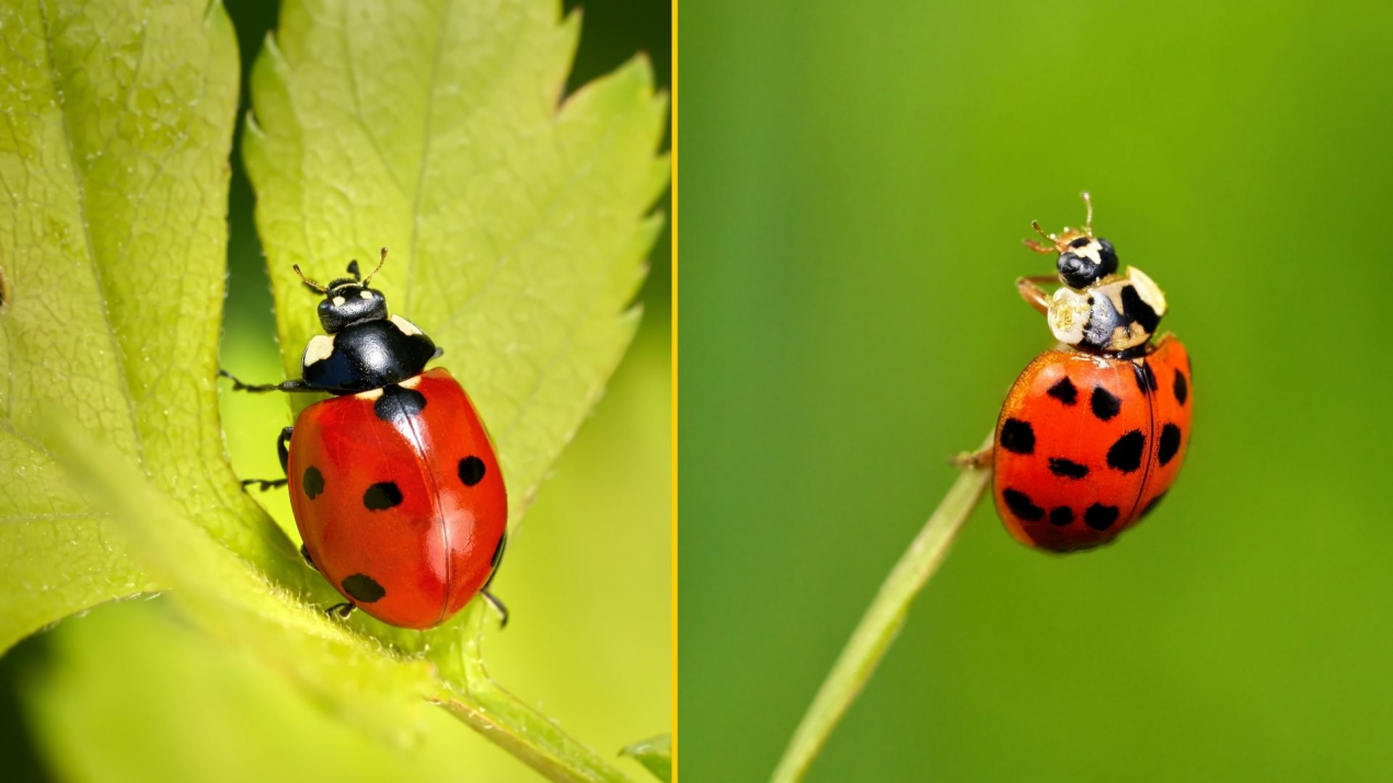 Biedronka azjatycka czy siedmiokropka? Tak je odróżnisz