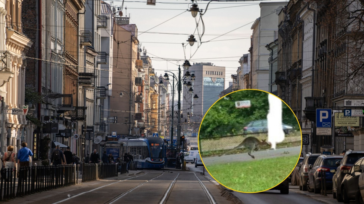 Nietypowe zdarzenie w Krakowie. Po ulicach miasta skacze KANGUR