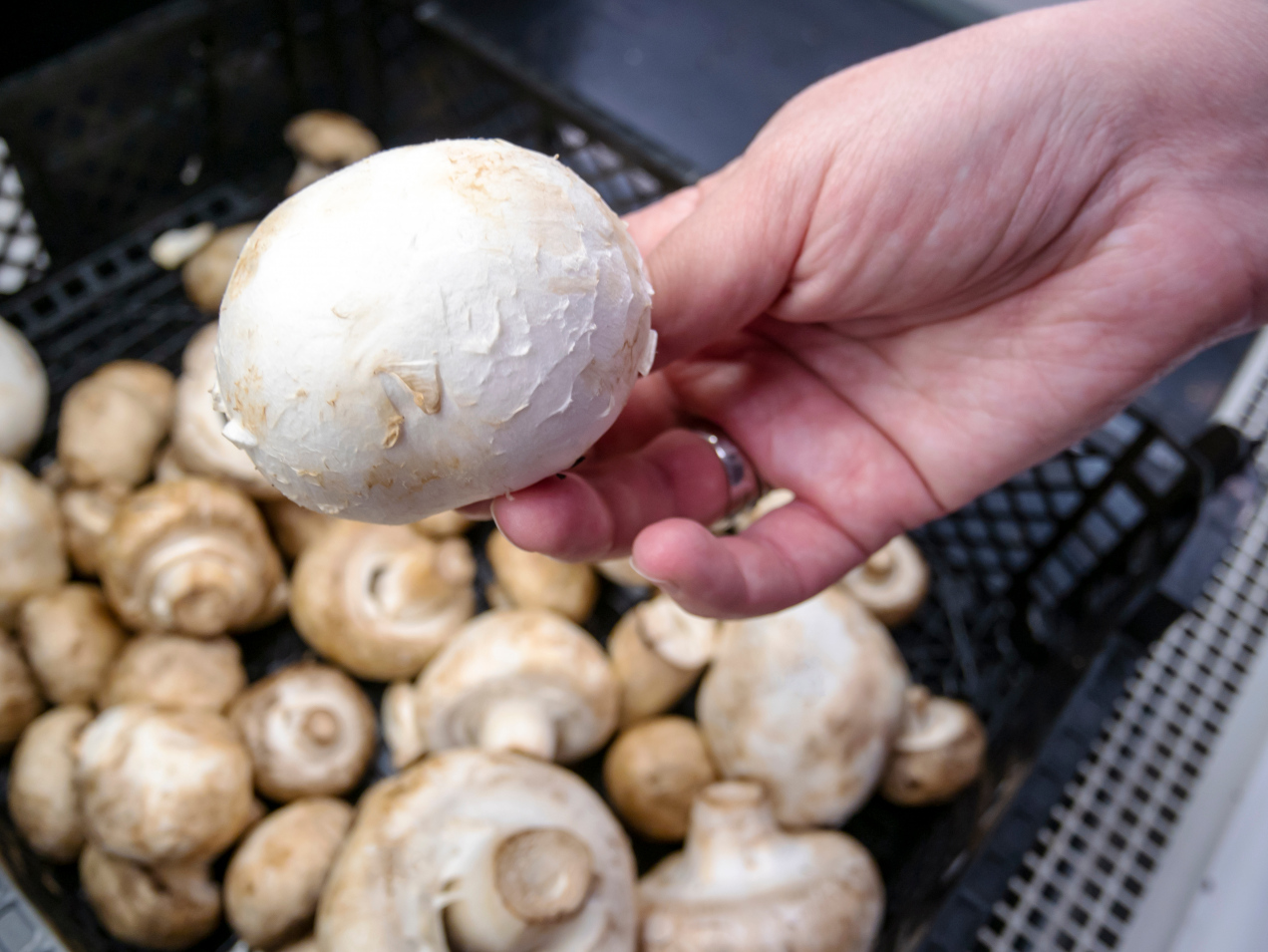 Gdzie trzymać pieczarki? Wielu Polaków popełnia błąd. Ekspertka mówi wprost: „pieczarka najbardziej lubi temperaturę…”