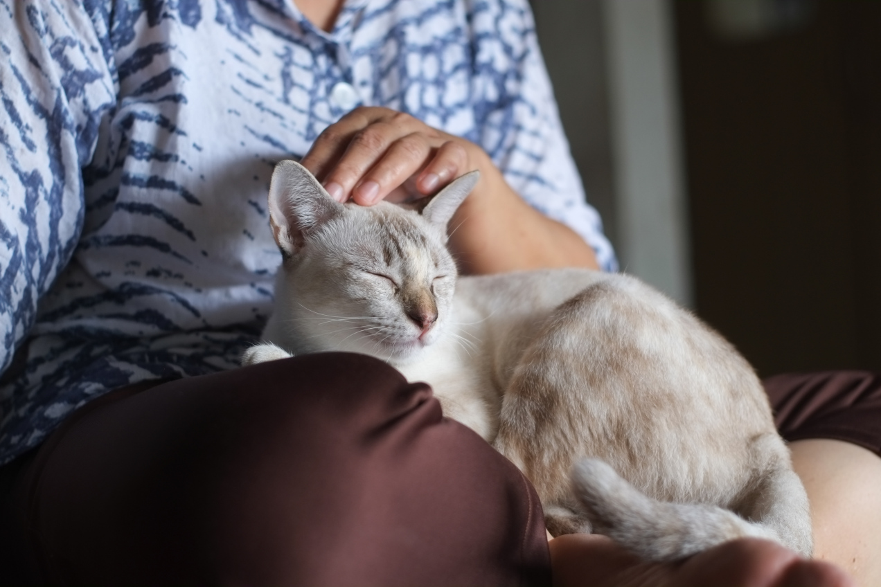 Kot wchodzi ci na kolana? Oto 6 powodów, dlaczego to robi