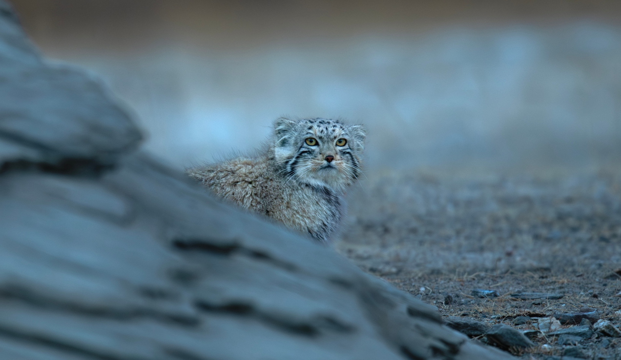 Bożenka odnaleziona! Zoo w Poznaniu przekazało nowe wieści