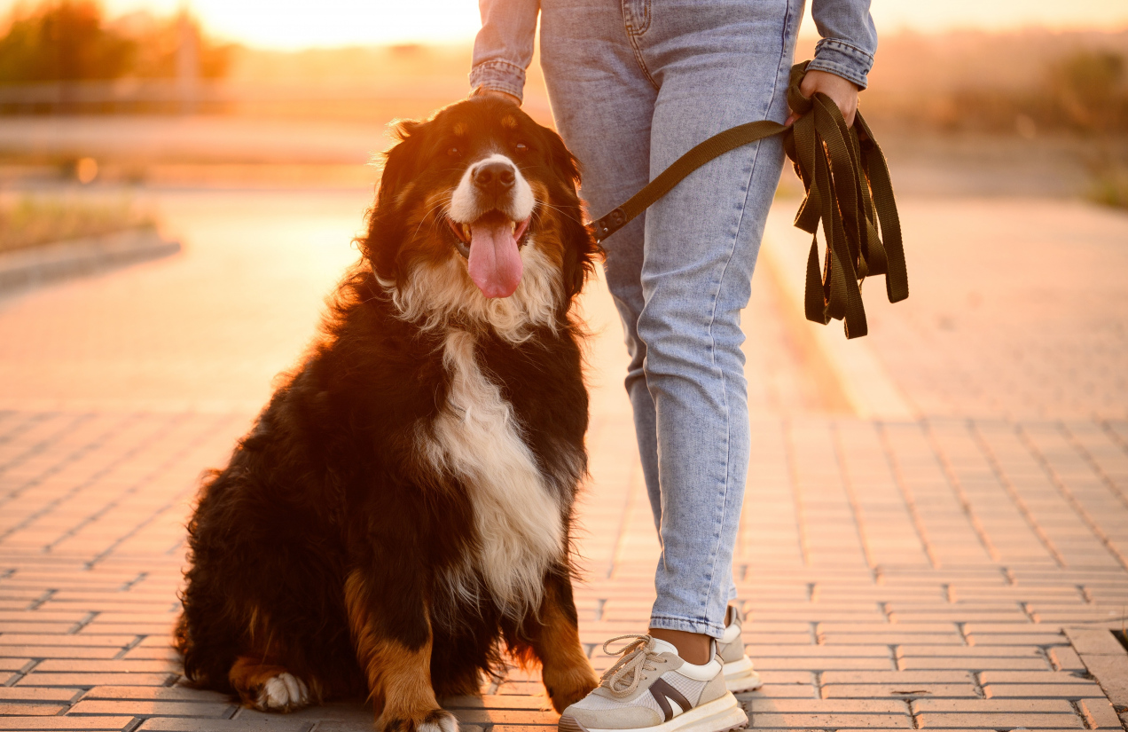 Dlaczego tak trudno odczytać emocje naszych psów? Nowe badania zaskakują!
