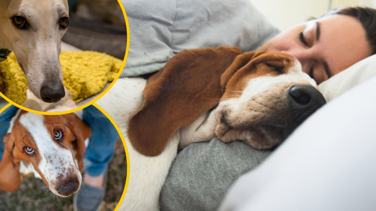 Najlepszy wybór dla miłośników drzemek. 9 ras psów, które lubią spać