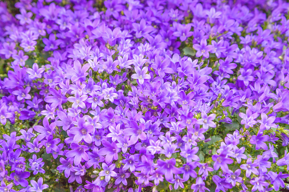 Dzwonek dalmatyński: najlepsza roślina na kwietny dywan. Jakie ma wymagania?