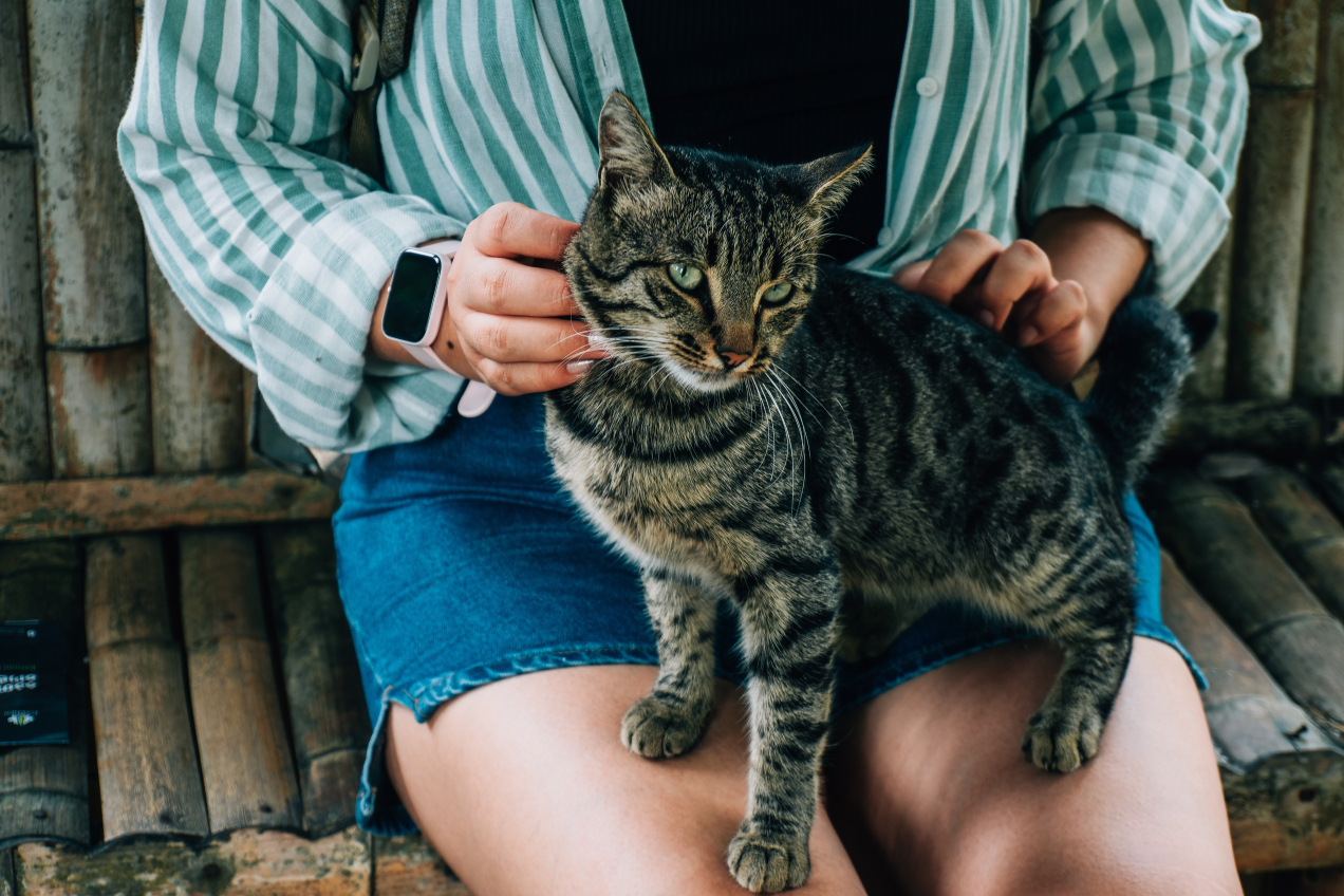 Robią tak wszystkie koty! Właściciele nie mają pojęcia, o co chodzi