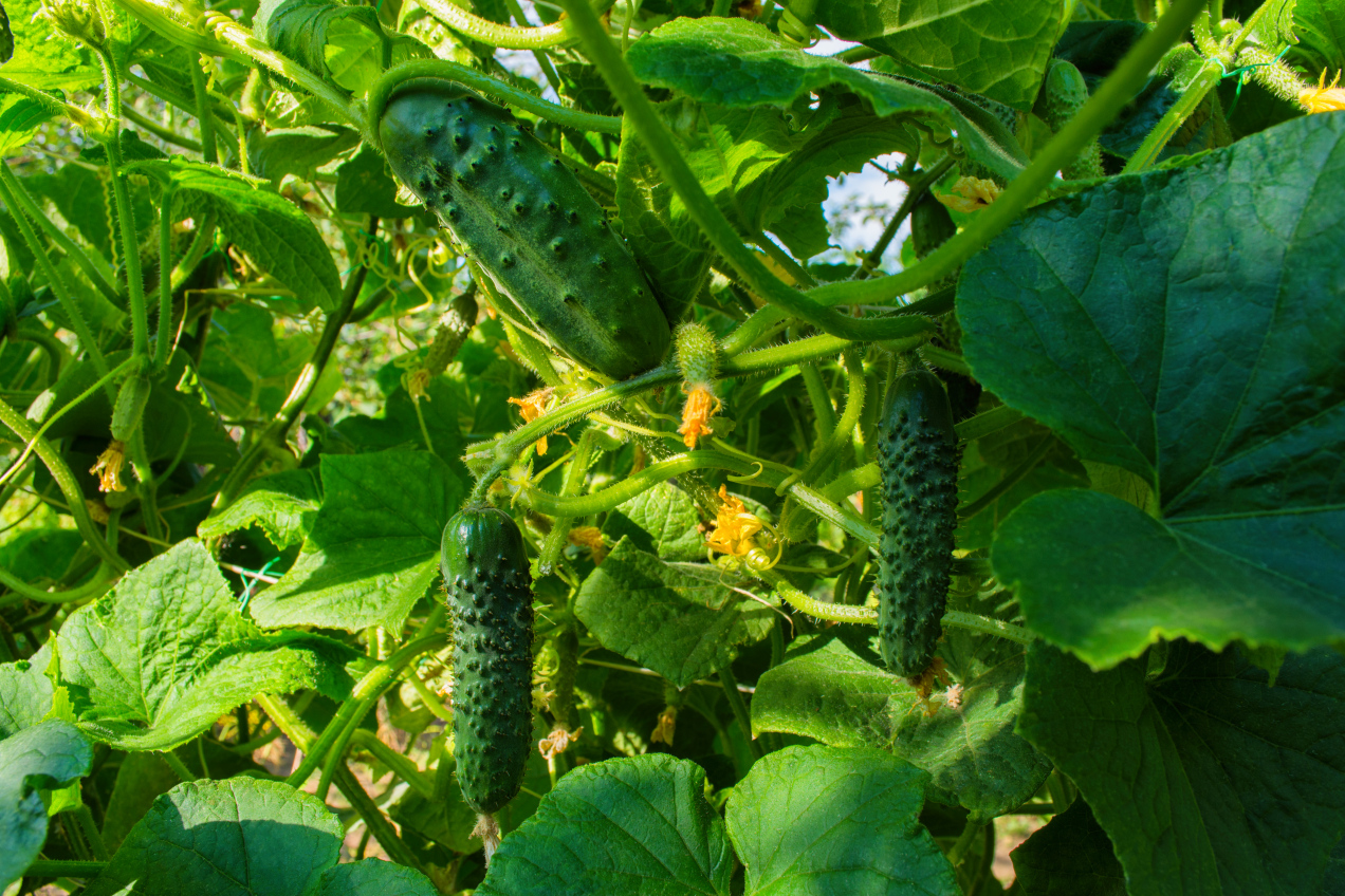 Najbardziej niedoceniane warzywo jest jednym z najzdrowszych? Poznaj zalety ogórka i dowiedz się, jak go przygotować