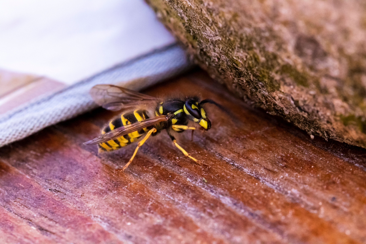 Te rośliny przyciągają szerszenie jak szalone! Nie sadź ich blisko domu