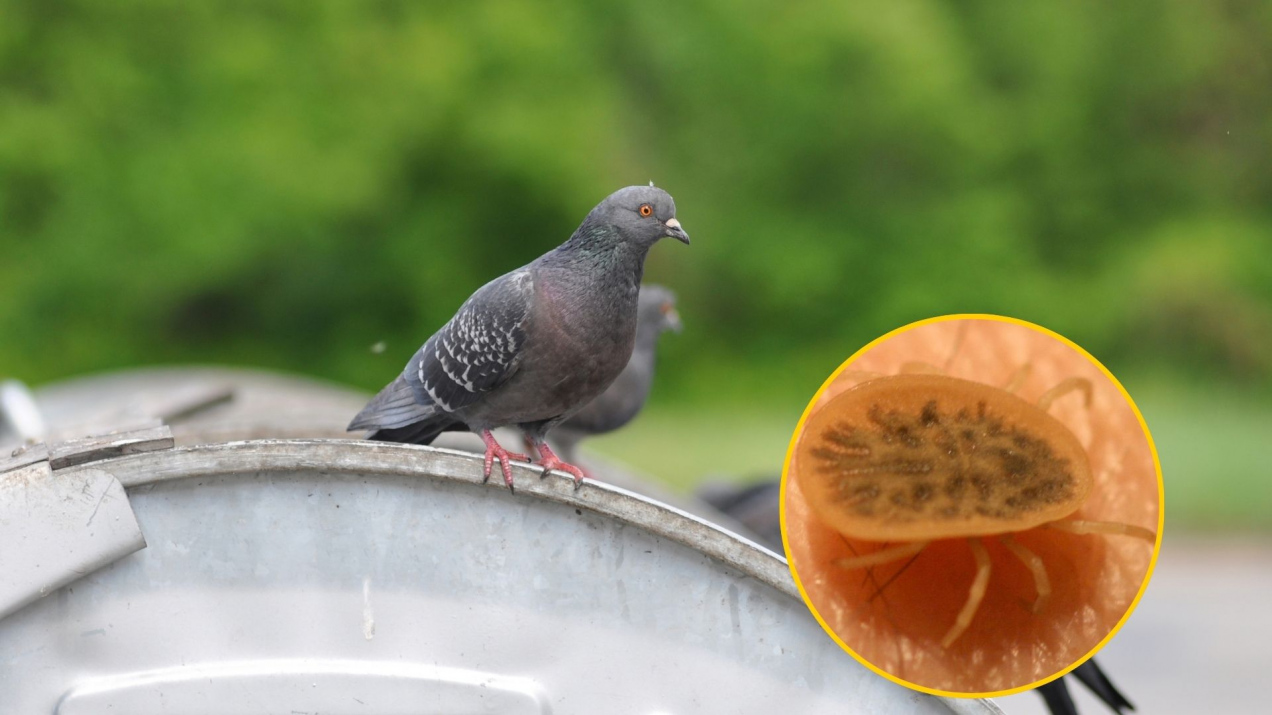 Wchodzi do domu i jest niebezpieczny. Obrzeżek kąsa bardzo boleśnie