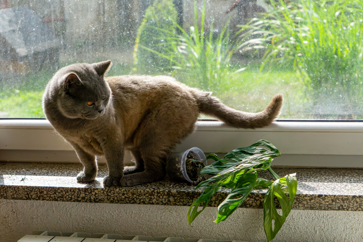 Twój kot ciągle zrzuca twoje rzeczy? Sprawdź, co naprawdę nim kieruje!