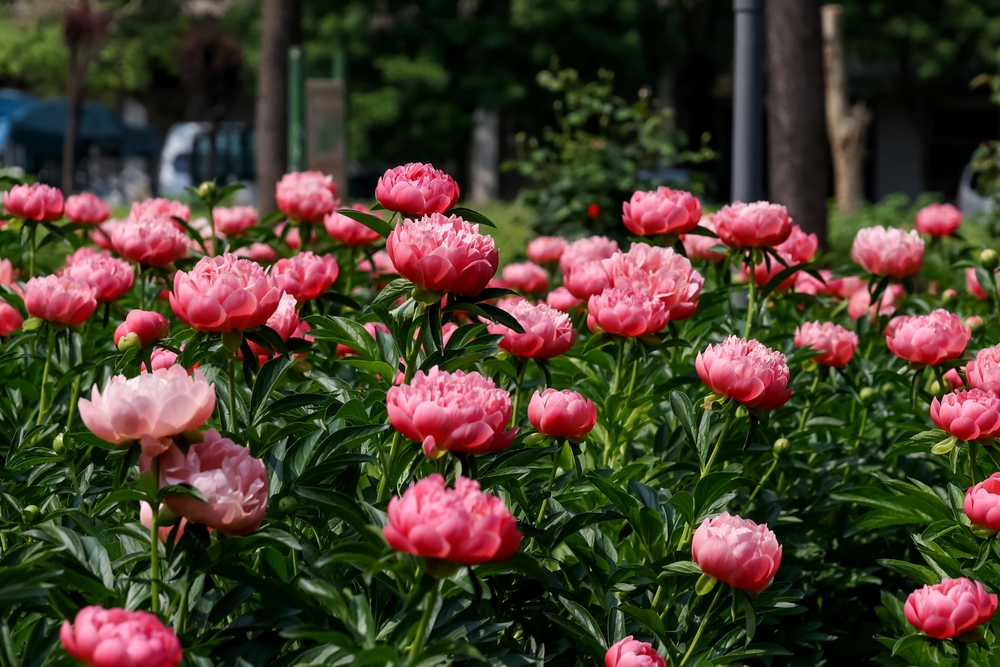 Najlepsze domowe nawozy do piwonii. Podsypuję teraz, b mieć morze kwiatów