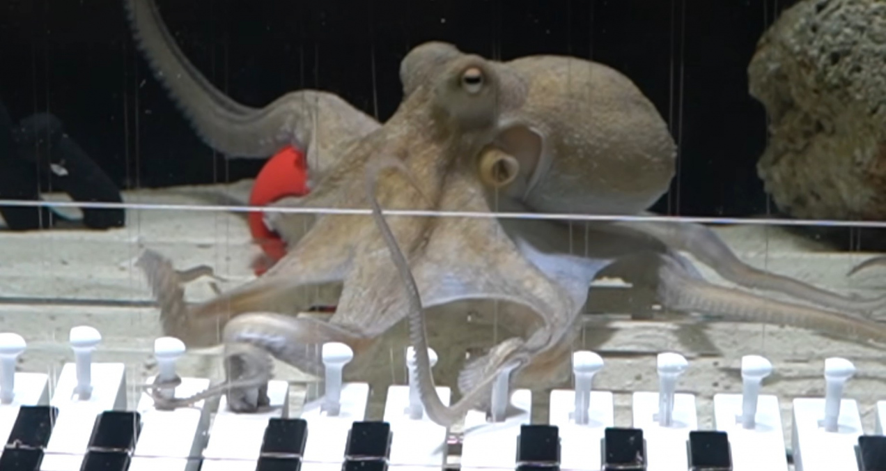 Ośmiornica gra na pianinie! Zobacz, jak szwedzki muzyk uczy morskiego geniusza