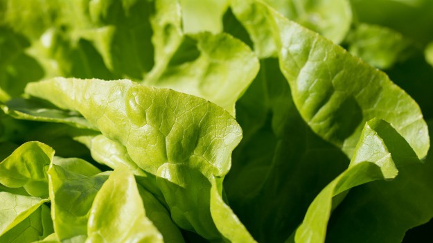 RMF Extra: Groźne bakterie w pakowanych sałatach! 