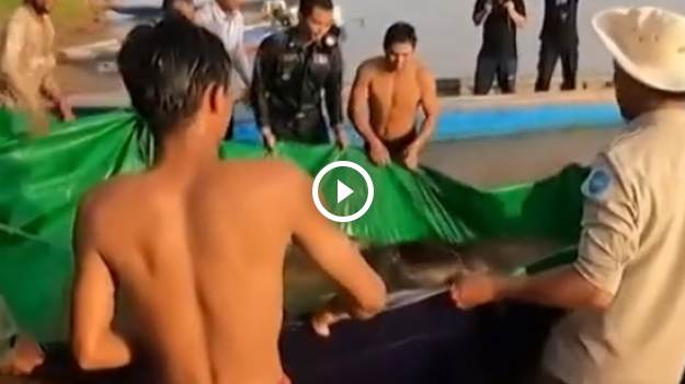 RMF Extra: Największa ryba słodkowodna w historii. Waży ok. 300 kg! Jest nagranie [WIDEO]