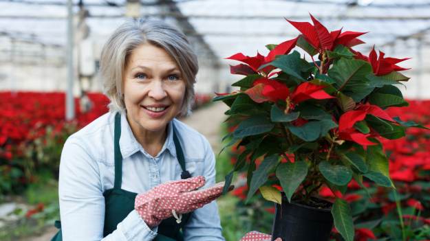 RMF Extra: Gwiazda betlejemska pięknie rośnie i wypuszcza czerwone liście. Dodaję do wody dwa składniki z kuchni!
