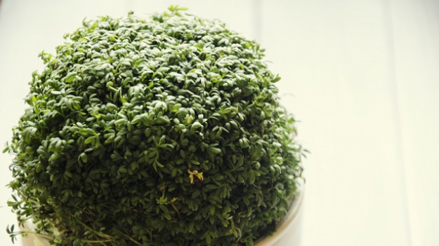 RMF Extra: Posiej rzeżuchę na Wielkanoc! To już ostatnia chwila