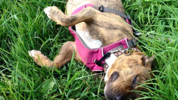 RMF Extra: Najbardziej samotny pies świata w końcu znalazł dom!