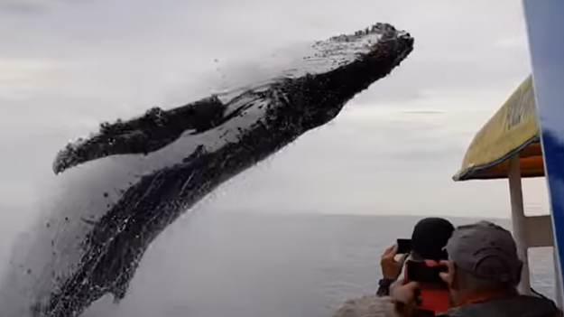 RMF Extra: Ogromny wieloryb pojawił się znikąd i prawie zmiażdżył łódź z ludźmi na pokładzie [WIDEO] 