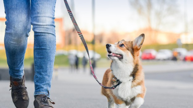 RMF Extra: Wyższe mandaty za spacer z psem już od 10 kwietnia. Sprawdź, za co można je dostać