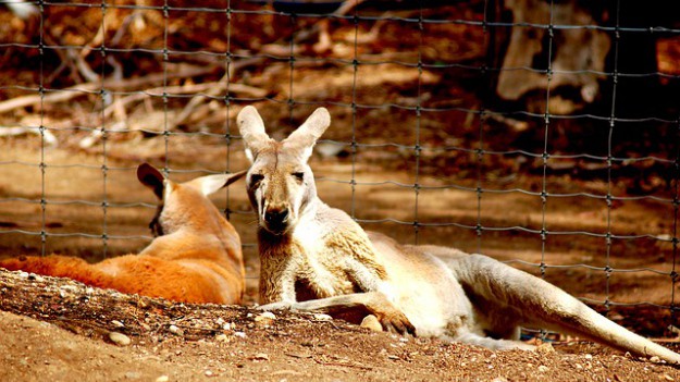 RMF Extra: Nie żyje najpopularniejszy kangur na świecie - Roger miał 12 lat