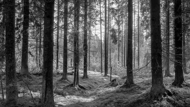 RMF Extra: Ciała małżonków odnalezione w lesie. Pojechali na grzyby i nie wrócili do domu