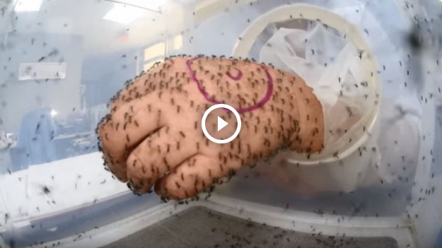 RMF Extra: Test środków na komary. To video naprawdę ogląda się bardzo ciężko... 