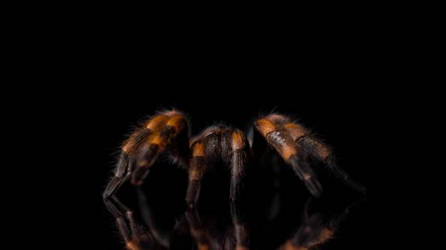 RMF Extra: Wezwała służby do ogromnego pająka na klatce schodowej. Okazało się, że to zabawka [FOTO]