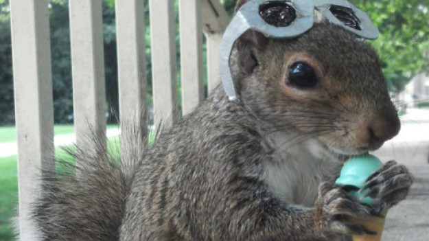 RMF Extra: Sneezy – wiewiórka z klasą