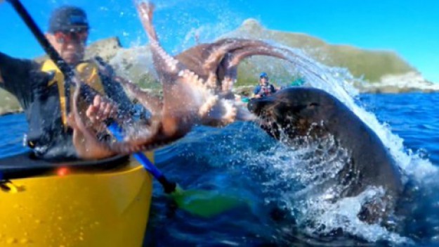 RMF Extra: Foka uderzyła go w twarz macką ośmiornicy! To trzeba zobaczyć! [WIDEO]