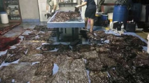 RMF Extra: Tego wieloryba ludzie zabijali przez lata. Miał w żołądku 8 kg plastikowych śmieci