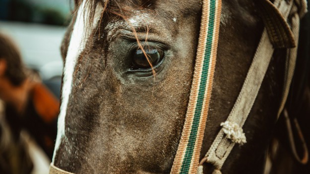 RMF Extra: By uratować konia przed rzezią, postanowiły sprzedawać roślinki przy wejściu na plażę. Poruszająca akcja dwóch dziewczynek z Gdyni [ZDJĘCIE]