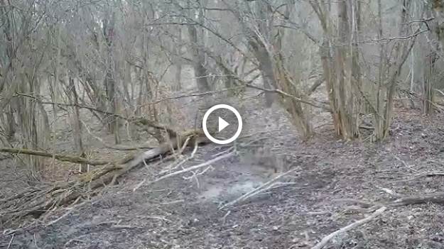 RMF Extra: Dzik bez nogi. Niecodzienne nagranie z fotopułapki podzieliło internautów [WIDEO]