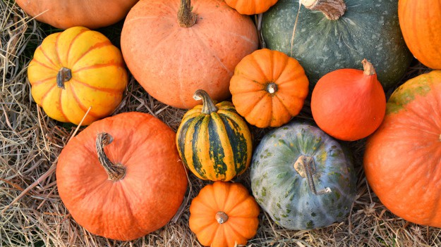 RMF Extra: Dynia. 5 rzeczy, które musisz o niej wiedzieć