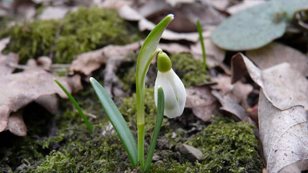 RMF Extra: Wiosna! Kwitną przebiśniegi i wawrzynek wilczełyko!