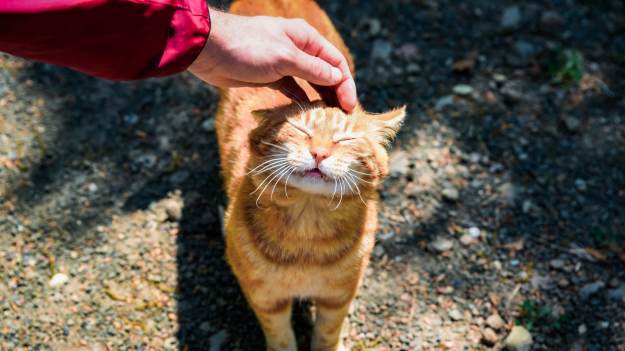 RMF Extra: Pogłaszcz kota w tym miejscu. Zwierzak będzie zachwycony!