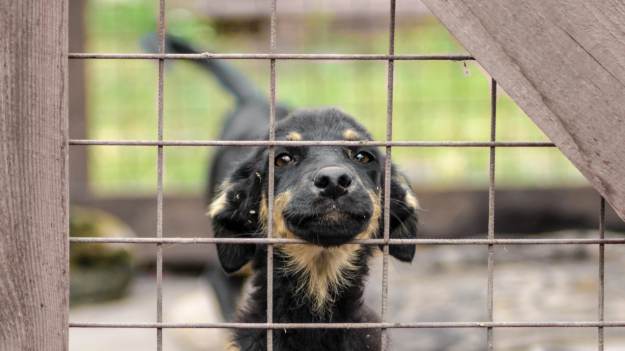 RMF Extra: Adoptowali psa ze schroniska. Tego się nie spodziewali!