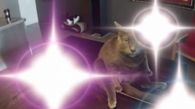 RMF Extra: Czego ludzie nie wymyślą by upiększyć swojego pupila?!