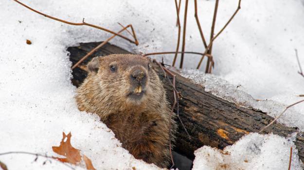 RMF Extra: Kiedy przyjdzie wiosna? Świstak już to wie