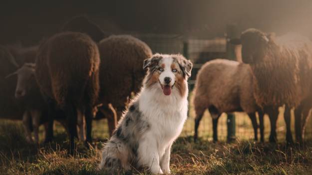 RMF Extra: Niesamowite psy pasterskie w akcji! Ich pracę zarejestrowano z lotu ptaka. Nagranie robi furorę w sieci! [WIDEO]