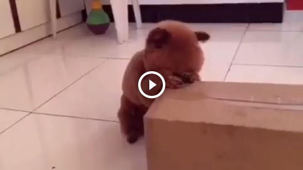 RMF Extra: Piesek czy misio? 