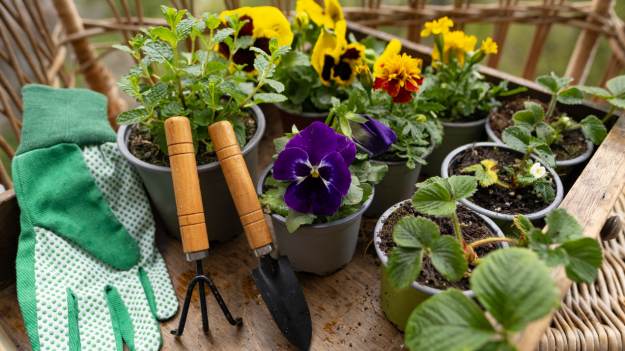 Zapomnij o bratkach! Ta roślina kwitnie bez..