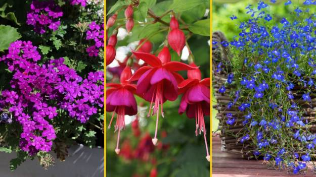 RMF Extra: Kwiaty balkonowe zwisające lubiące słońce. 11 najpiękniejszych gatunków