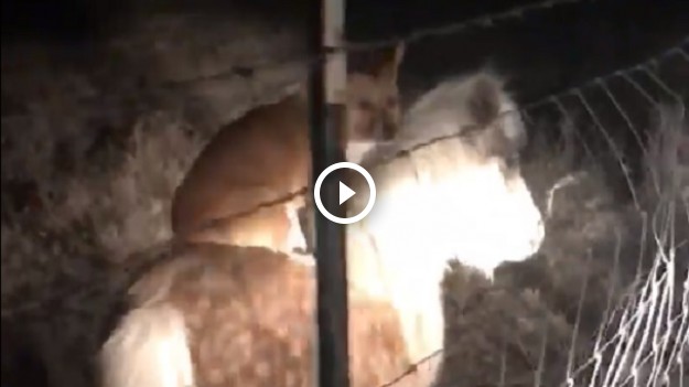 RMF Extra: Hit internetu! Przyłapała psa sąsiadów podczas jazdy na kucyku!