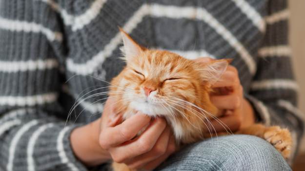 RMF Extra: Kot wskakuje ci na kolana? Oto, co oznacza takie zachowanie!