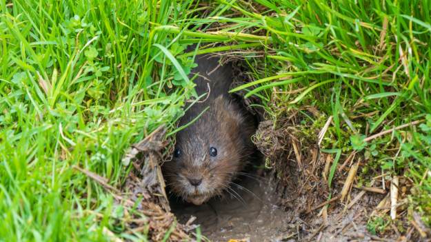 RMF Extra: Użyj tego składnika z kuchni. Nornice będą omijać twój ogród z daleka 